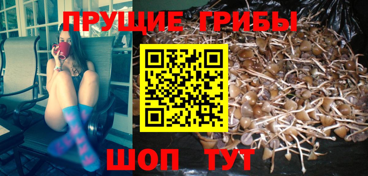 Псилоцибиновые грибы мицелий Алексин